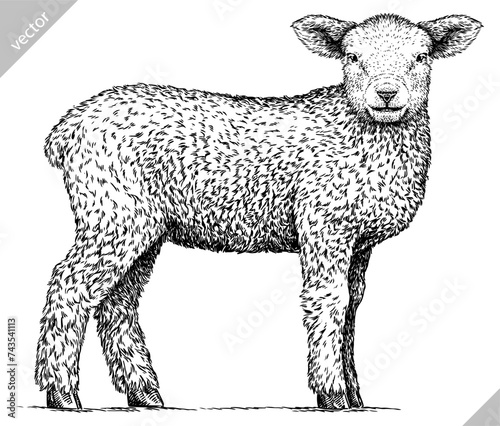 Vintage engraving isolated lamb set illustration ram ink sketch. Farm animal sheep background mutton silhouette art. Black and white hand drawn vector image