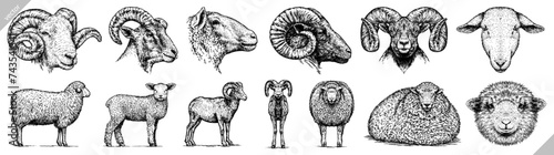 Vintage engraving isolated lamb set illustration ram ink sketch. Farm animal sheep background mutton silhouette art. Black and white hand drawn vector image photo