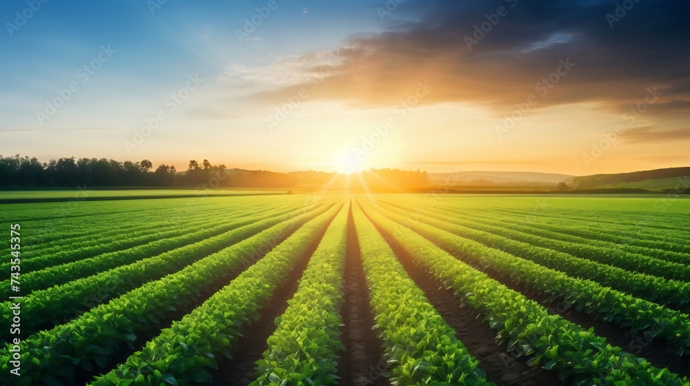 Sunrise Over Lush Green Farmland, with vibrant green leaves and golden cobs. New Beginnings and Sustainable Agriculture Sunrise Over Lush Green Farmland, with vibrant green leaves and golden cobs. New Beginnings and Sustainable Agriculture