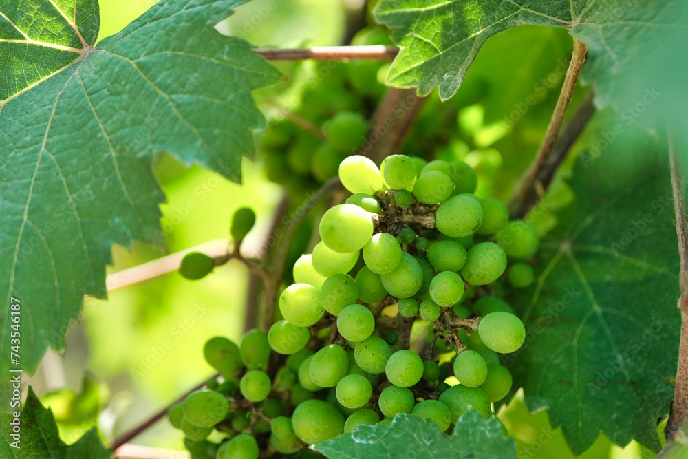 Closeup of a young not ready-to-harvest green grapes on its tree. Closeup of a young not ready-to-harvest green grapes on its tree.
