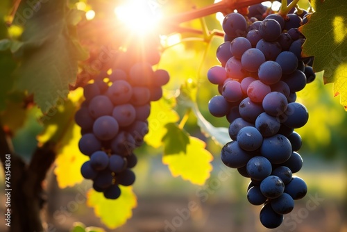 Stunning grape plantations bathed in the warm glow of sunshine, showcasing ripe and luscious grapes