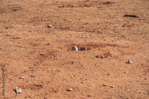 A Cute Prairie dog at Caprock Canyons State Park, in the eastern edge of the Llano Estacado in Briscoe County, Texas