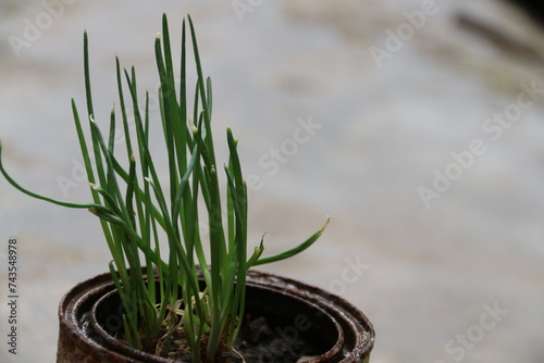 Daun Bawang, Allium fistulosum L. , planting Welsh onions in black pot photo