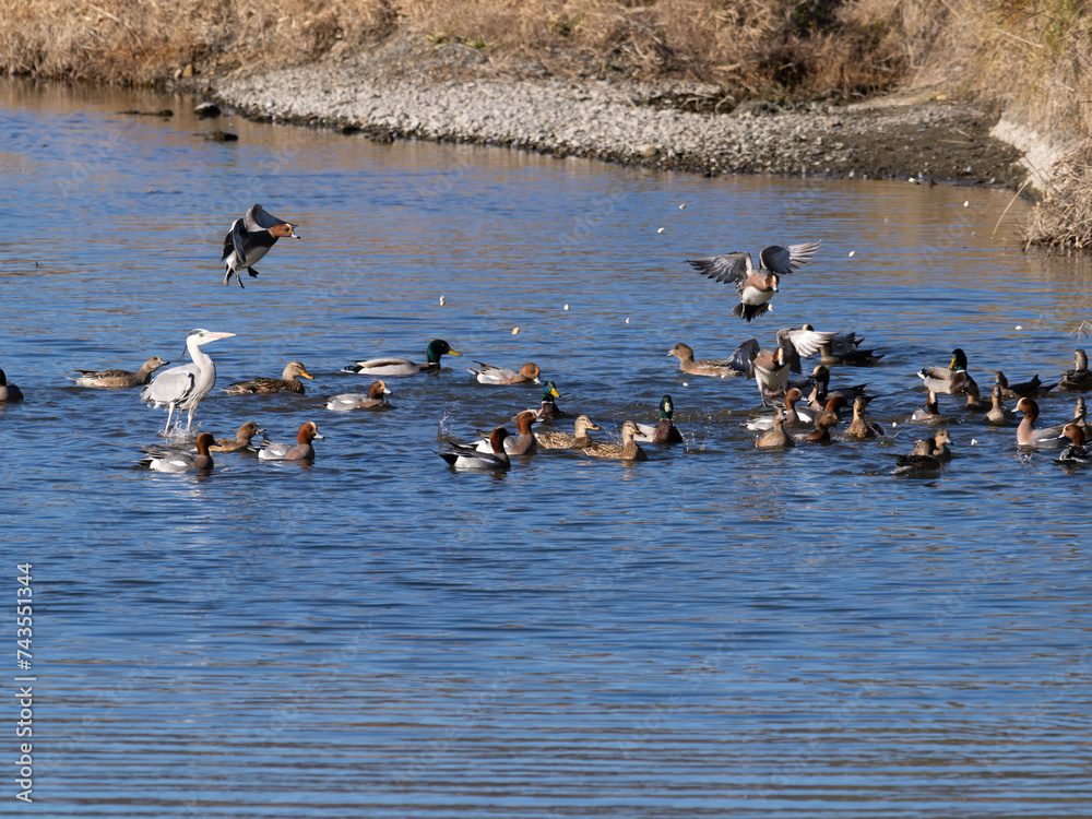 京都賀茂川の群れる水鳥たち 京都賀茂川の群れる水鳥たち