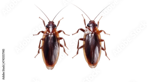 Two cockroaches isolated on transparent and white background.PNG image © CStock