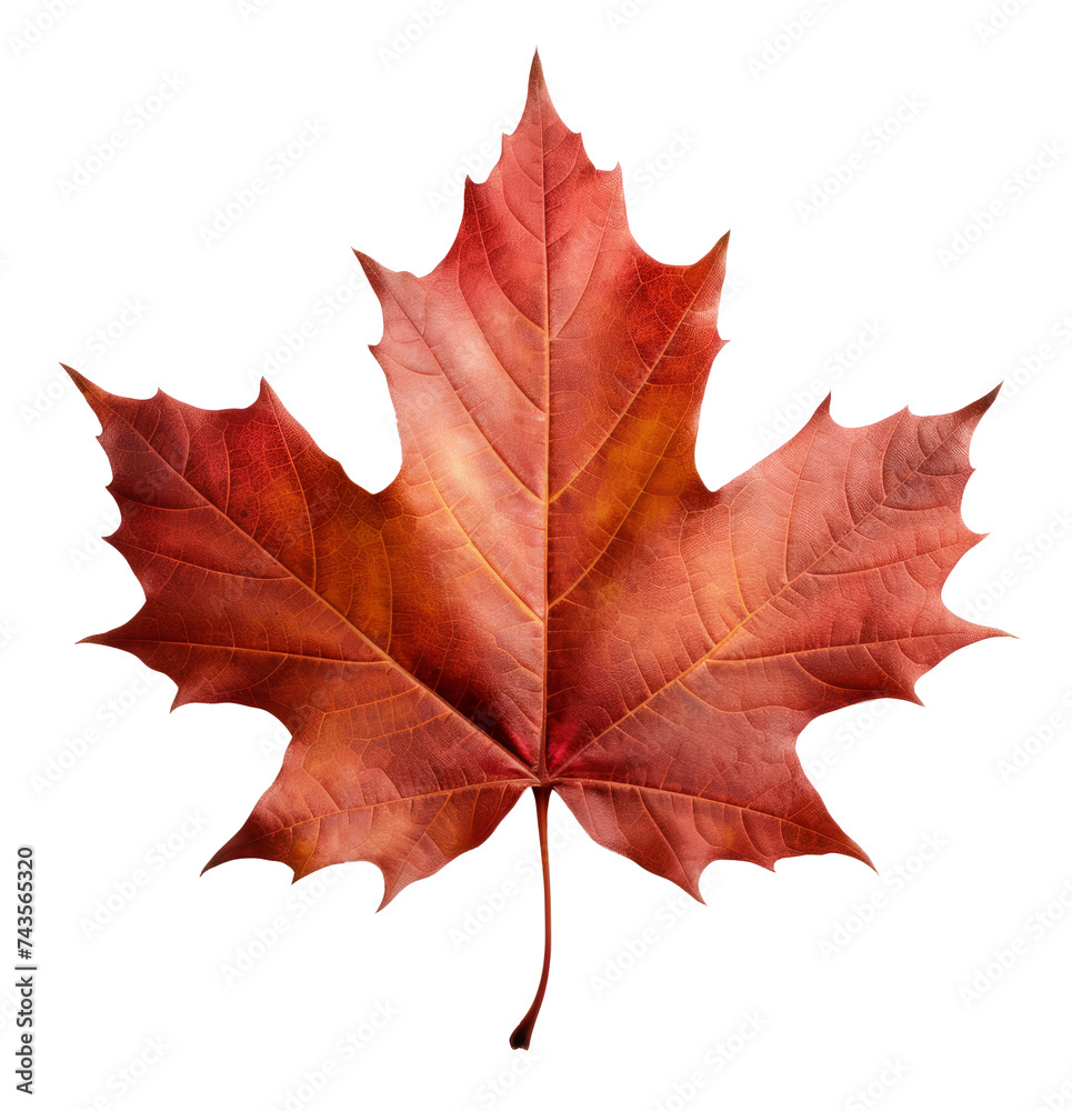 maple leaf isolated on transparent background maple leaf isolated on transparent background