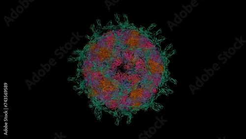 Complex of Echovirus 11 with its attaching receptor decay-accelerating factor CD55 (green). Animated 3D cartoon and Gaussian surface models. PDB 8b8r, black background. photo