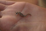 Seahorse on a hand