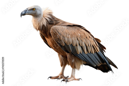 vulture isolated on a transparent background © Thanawat