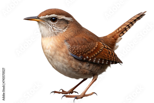 wren isolated on a transparent background