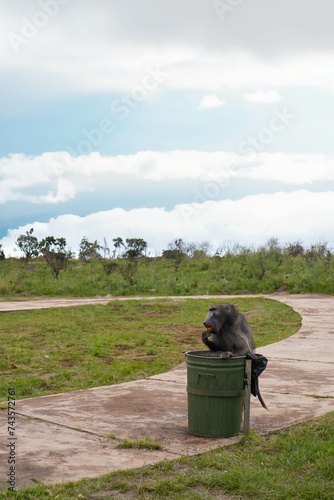 Monkey Sitting on Top of Trash Can while eating