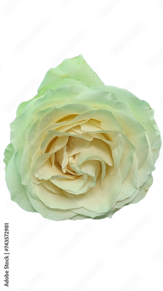 Rose flower isolated in white background Rose flower isolated in white background