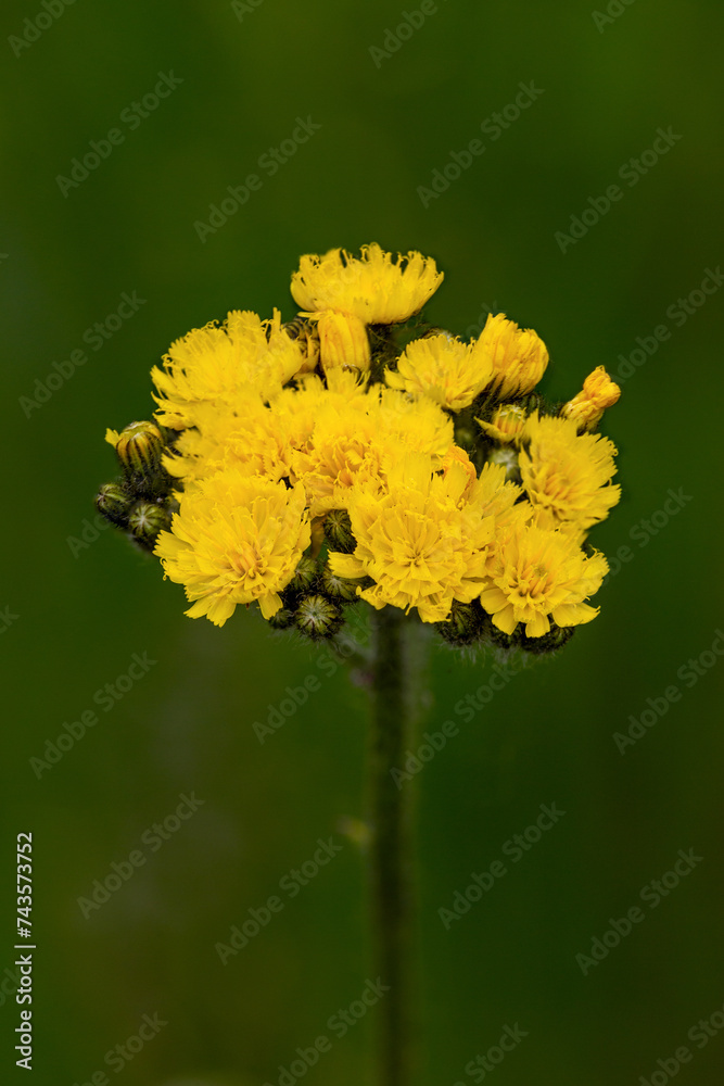 Macrophotographie de fleur sauvage - Epervière cymeuse - Pilosella cymosa Macrophotographie de fleur sauvage - Epervière cymeuse - Pilosella cymosa