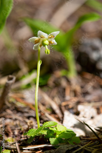 Macrophotographie de fleur sauvage - Moneses uniflora - Pirole à une fleur photo