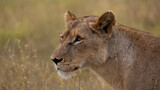 a Portrait of a lioness