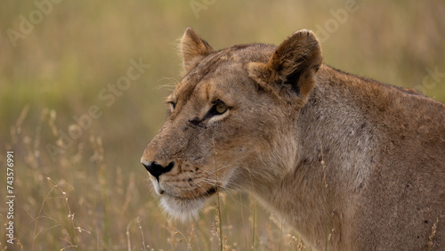 a Portrait of a lioness