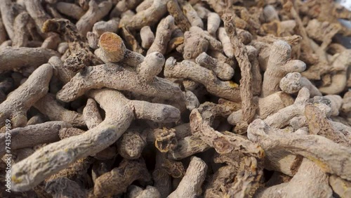 Dry organic Indian Termeric Root (Curcuma longa). Turmeric (Curcuma longa) is a spice, widely used in Asian cooking. photo