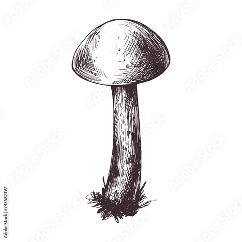 Forest edible mushroom boletus with moss on a stem. Graphic botanical illustration hand drawn in brown ink. For recipes, packaging, autumn festival, harvest. Isolated object
