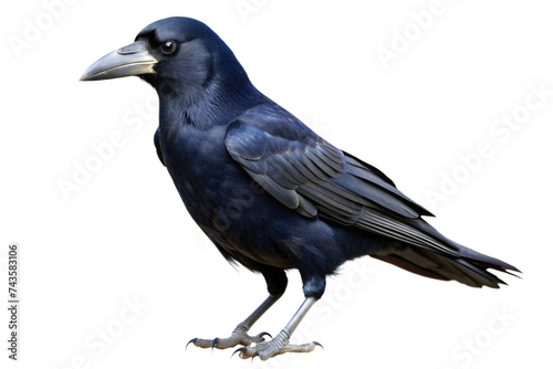 rook bird isolated on a transparent background photo