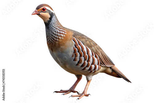 partridge isolated on a transparent background photo