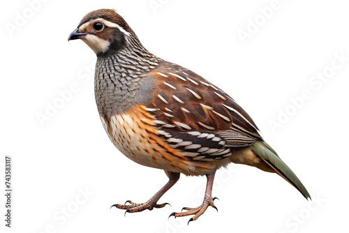 quail isolated on a transparent background