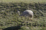 ostrich in the grass