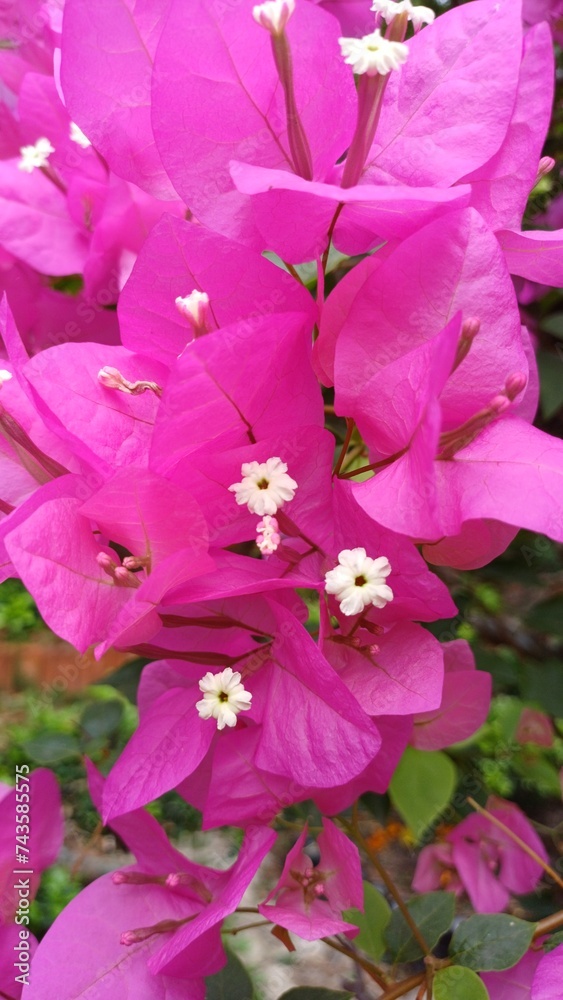 Close up pink bougainvillea flowers, Bougainvillea glabra flower. Closeup view of beautiful colorful blooming with cute flowers bush growing outdoors.
