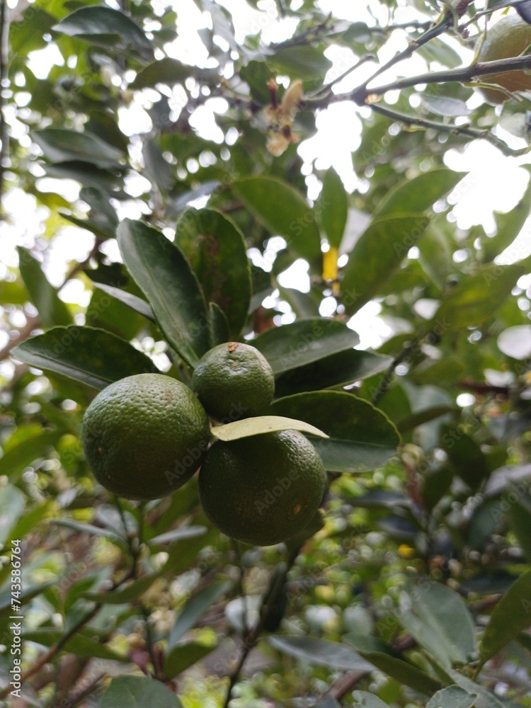 Close-up of calamansi or lemonsito or calamondin on the tree in Mekong Delta Vietnam. Small lemons popular in Popular in South East Asia.