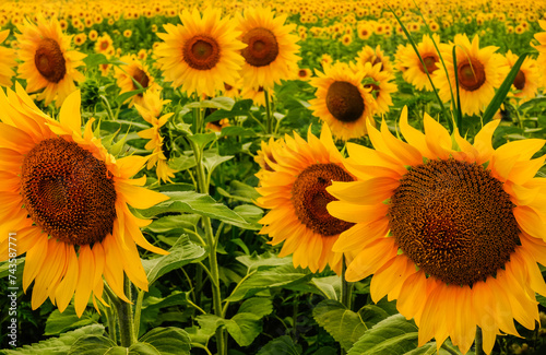 wonderful yellow orange shinging sunflowers on a field during hiking photo