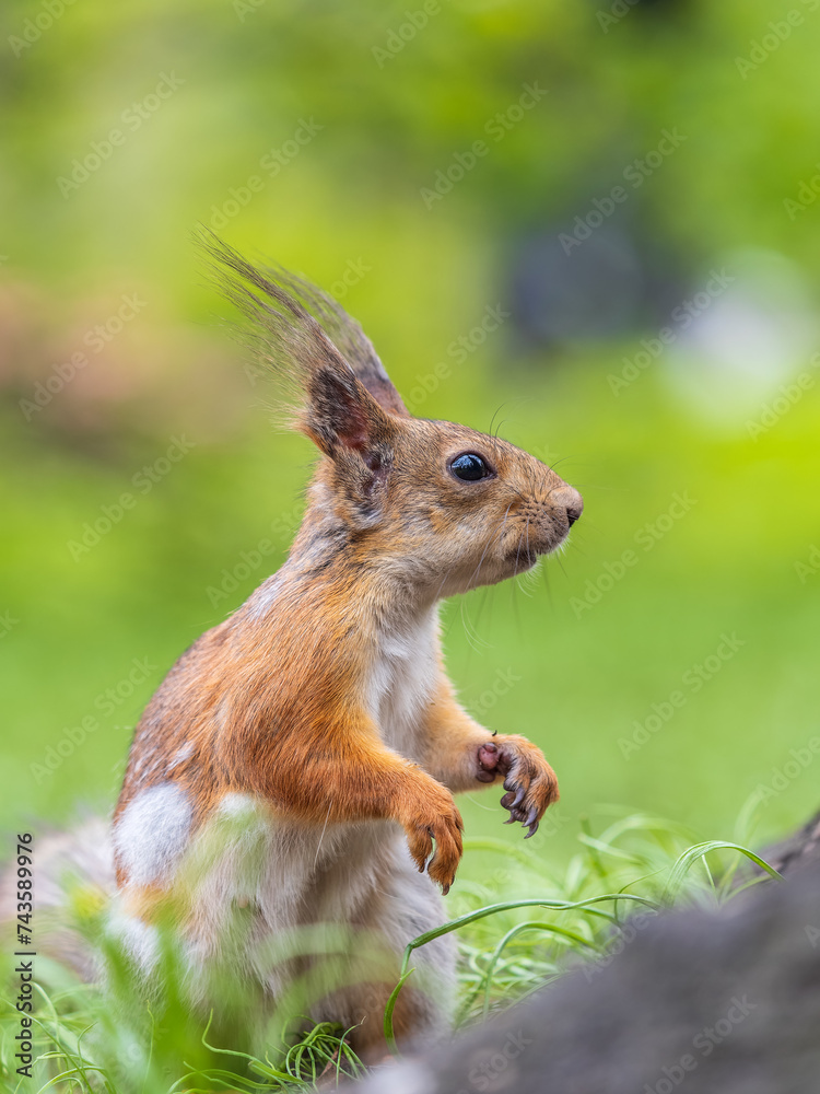 Squirrel sitting in green grass. Eurasian Red squirrel sitting in grass against bright green background Squirrel sitting in green grass. Eurasian Red squirrel sitting in grass against bright green background