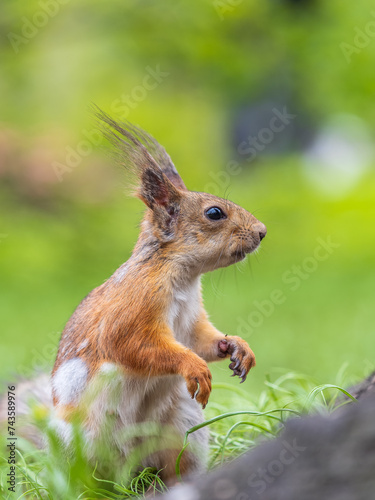 Squirrel sitting in green grass. Eurasian Red squirrel sitting in grass against bright green background
