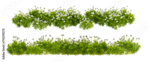 green grass isolated on white background