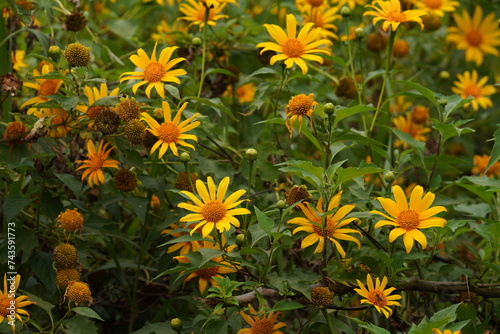 Wild Sunflowers in Da Lat city  Vietnam