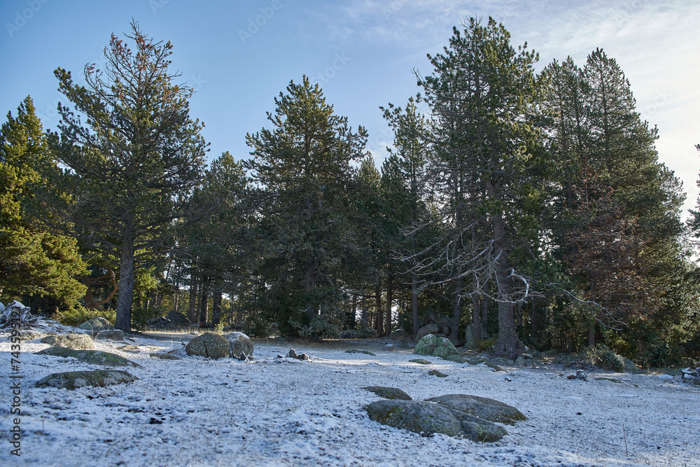 Snowy landscape with trees without people with a cloudless sky Snowy landscape with trees without people with a cloudless sky
