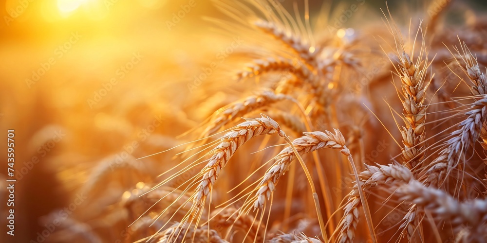 Lustrous wheat stalks in the summertime on the farmland. Lustrous wheat stalks in the summertime on the farmland.