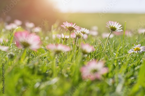 Beautifuly blooming daisies in the grass and sunlight. Detail of spring or summer landscape. photo