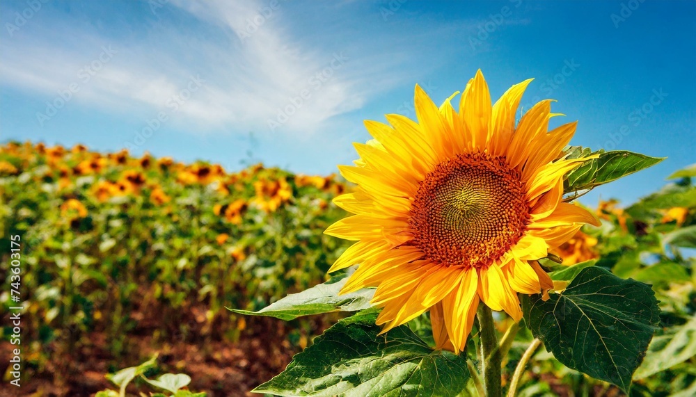 Fototapeta premium 青空の下で咲くひまわり畑。一輪のひまわりにフォーカスが当たっている。