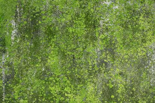 Green moss, lichen on the building wall after rain season as texture or background