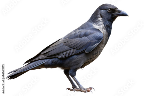crow isolated on a transparent background