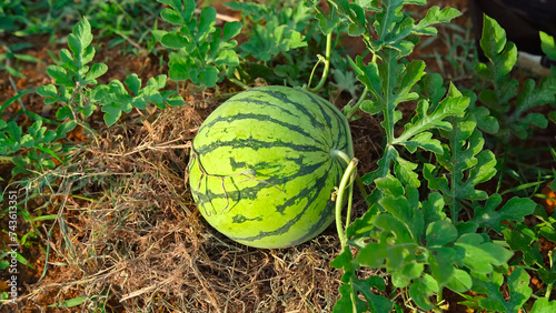 Close-up of watermelons growing in farmland. Green watermelon growing in the garden. A large striped watermelon grows in the garden bed. Watermelon being grown in a garden. photo