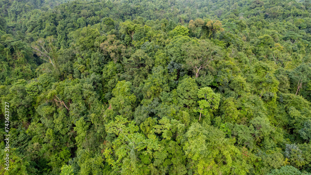 Aerial view of a dense tropical rainforest canopy, ideal for environmental themes, with copy space for text, Earth day concept Aerial view of a dense tropical rainforest canopy, ideal for environmental themes, with copy space for text, Earth day concept