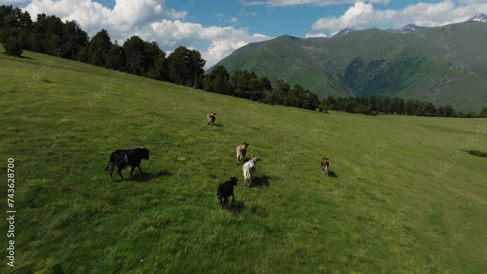 Cows roaming freely on expansive green hills under a blue sky, with mountain peaks on the horizon. Free-roaming cows on green hills with mountain peaks Cows roaming freely on expansive green hills under a blue sky, with mountain peaks on the horizon. Free-roaming cows on green hills with mountain peaks