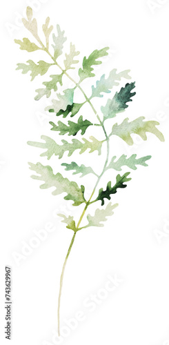 Watercolor fern twigs with green leaves isolated illustration, botanical wedding element