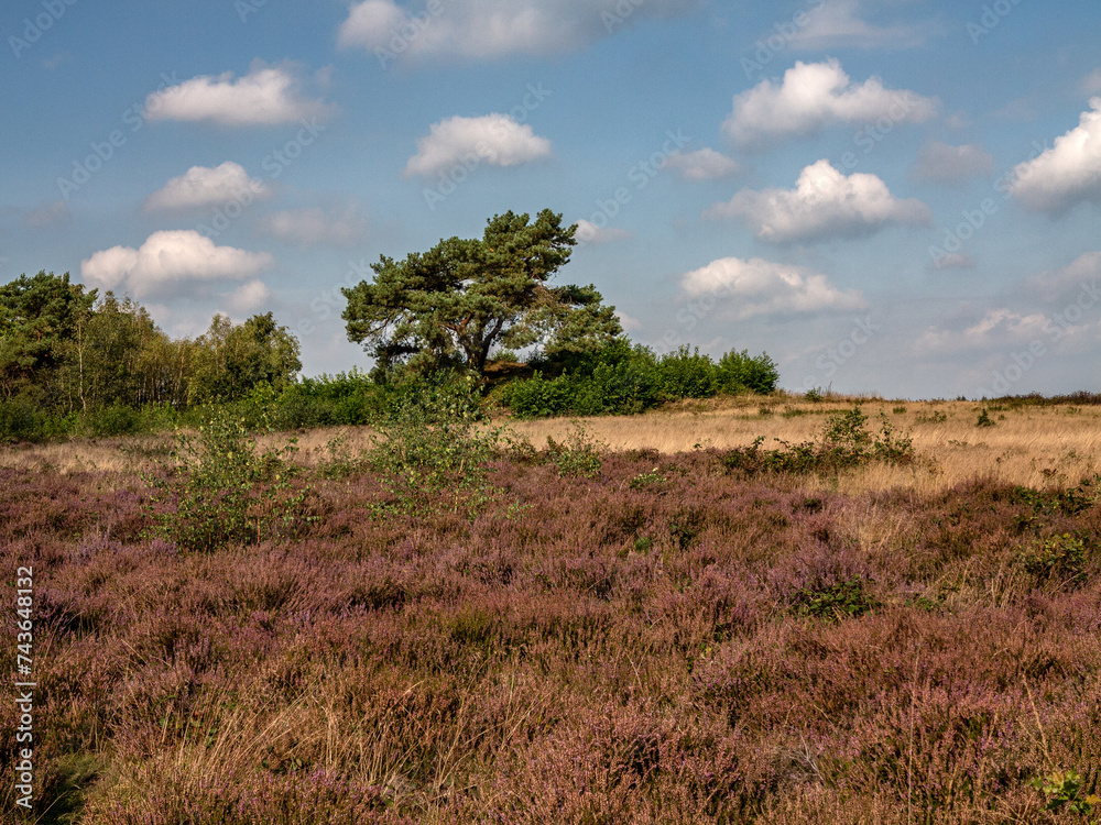 Heather and Pinetrees at Langeln Heather and Pinetrees at Langeln