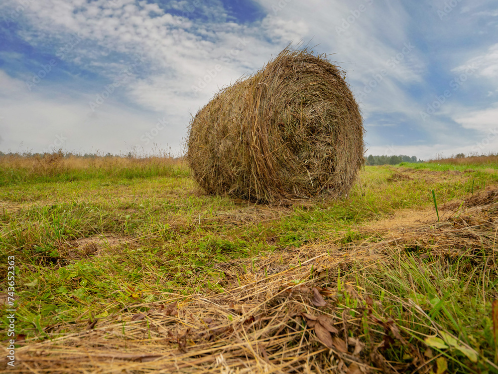 Round shape bale of grass hay in a filed, Blue cloudy sky in the background. Agriculture and farming industry. Winter season preparation. Use of modern heavy machinery. Animal feed.