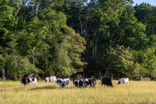 A herd of cows in the Sussex countryside, on a sunny summer's day