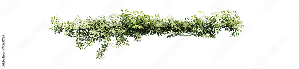 Plant and flower vine green ivy leaves tropic hanging, climbing isolated on transparent background. Plant and flower vine green ivy leaves tropic hanging, climbing isolated on transparent background.