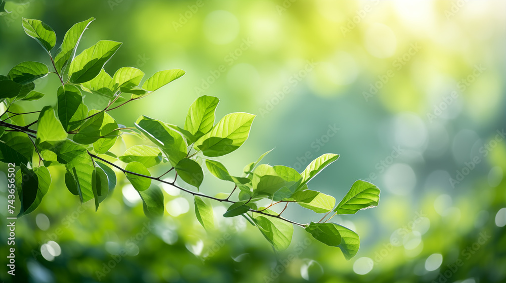 Green leaves. Nature of green leaf in garden at summer. Green leaves. Nature of green leaf in garden at summer.