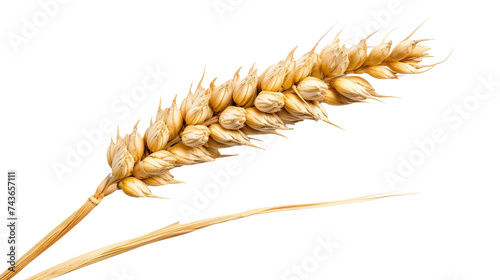 A Solo Ear of Wheat, on transparent background, PNG format