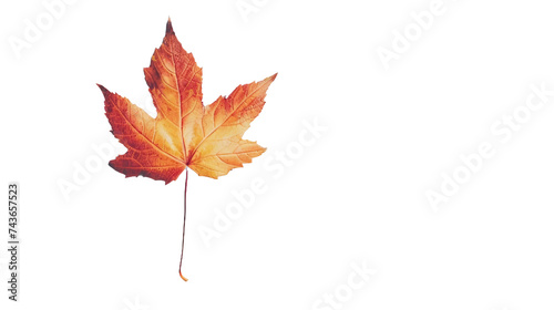 Autumn Maple Leaf on Transparent Background